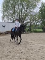 Paardrijlessen aangeboden, Dieren en Toebehoren