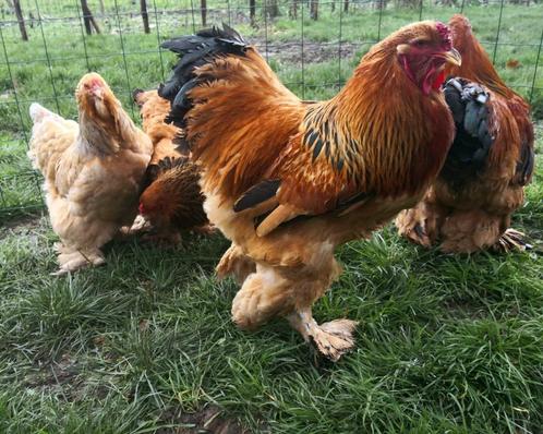 Œufs Brahma fauve herminé, Dieren en Toebehoren, Pluimvee, Kip