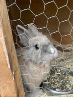 Dwergkonijnen, Dieren en Toebehoren, Konijnen, Meerdere dieren, Dwerg, 0 tot 2 jaar