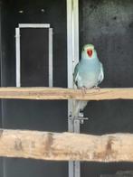 halsbandparkiet 2025 man turquoiseblauw wkwst, Dieren en Toebehoren, Mannelijk, Parkiet, Geringd