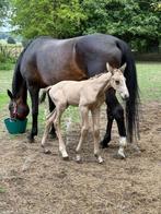 Valk hengstenveulen te koop, Met stamboom, Springpaard, Niet van toepassing, 0 tot 2 jaar