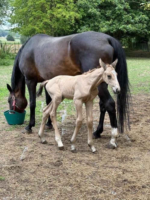 Valk hengstenveulen te koop, Dieren en Toebehoren, Paarden, Hengst, Niet van toepassing, 165 tot 170 cm, 0 tot 2 jaar, Springpaard