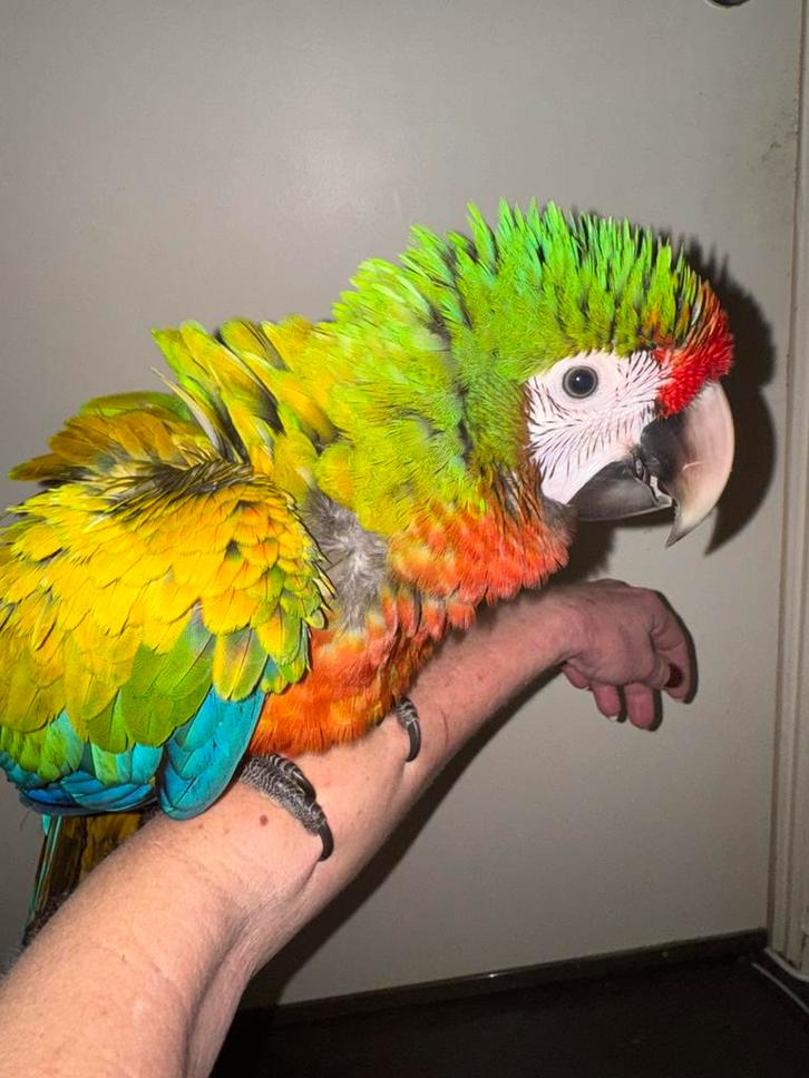 Jonge Shamrock ara, GRAAG HELE TEKST LEZEN !, Dieren en Toebehoren, Vogels | Parkieten en Papegaaien, Papegaai, Mannelijk, Pratend