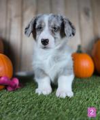 Welsh Corgi Cardigan pups Belgisch corgi pups, Dieren en Toebehoren, Honden | Herdershonden en Veedrijvers, België, Overige rassen