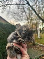 Leeuwenkopjes in verschillende kleuren, Dieren en Toebehoren