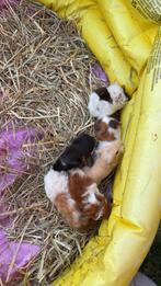 Cavias, Dieren en Toebehoren, Knaagdieren, September, Meerdere dieren, Cavia