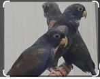 Koppel gezocht Pionus bronsvleugel, Dieren en Toebehoren, Vogels | Parkieten en Papegaaien, Papegaai