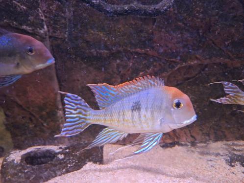 Tapajos red head geophagus (Zuid Amerikaanse chicliden), Dieren en Toebehoren, Vissen | Aquariumvissen, Zoetwatervis, Vis, Schoolvis
