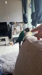 Conure molinae femmale de 3 ans, Ophalen of Verzenden