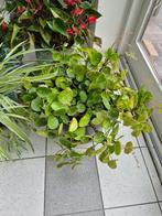 Grote pannenkoekenplant, Huis en Inrichting, Kamerplanten, Ophalen, Overige soorten, Minder dan 100 cm