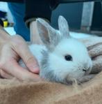 Nog 3 hangoordrwerg konijntjes beschikbaar, Dieren en Toebehoren, Konijnen, Dwerg, Hangoor