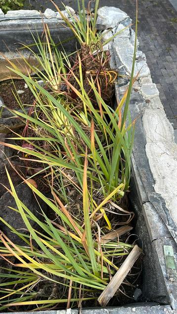 Vijverplanten beschikbaar voor biedingen