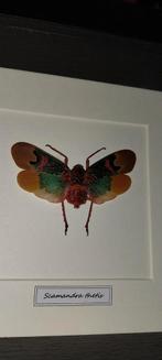Cadre cicadelle insecte curiosités, Collections, Autres types, Insecte, Enlèvement ou Envoi, Neuf