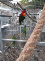 Te Koop groenstaartlori, Dieren en Toebehoren, Vrouwelijk, Papegaai, Geringd