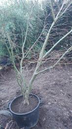 Acer Palmatum Katsura, Jardin & Terrasse, Plantes | Arbres, Enlèvement, Ne fleurit pas, En pot, Ombre partielle