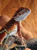 Baardagaam, Dieren en Toebehoren