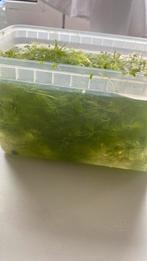 Ceratophyllum demersum, Ophalen, Gebruikt, Plant(en), Steen of Hout