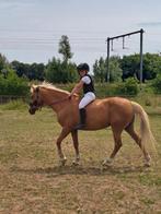 Ideale leer of wandel palomino grote c-pony, Dieren en Toebehoren, Pony's, Merrie, D pony (1.37m tot 1.48m), Recreatiepony, 11 jaar of ouder