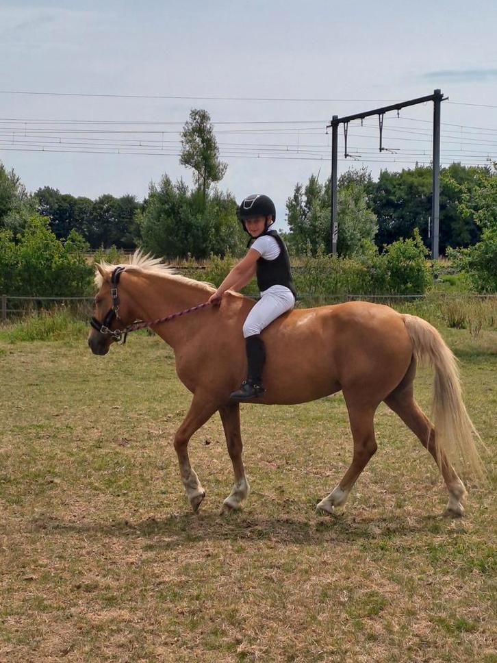 Ideale leer of wandel palomino grote c-pony, Dieren en Toebehoren, Pony's, Merrie, D pony (1.37m tot 1.48m), Recreatiepony, 11 jaar of ouder