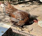 LEGKIP.  SIERKIPPEN, Dieren en Toebehoren, Vrouwelijk, Kip