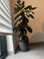 Ficus elastica robusta plant, Huis en Inrichting, Ophalen