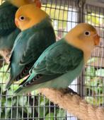 2 Turqouise Opaline Fischeri 2025, Dieren en Toebehoren, Geslacht onbekend, Dwergpapegaai of Agapornis, Geringd