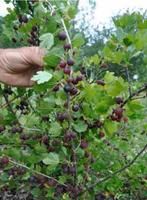 Forse JOSTABES-planten: 3-jarige planten: 4€/st - 5 voor 18€, Vaste plant, Ophalen of Verzenden, Halfschaduw, Fruitplanten