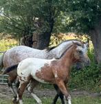 Appaloosa veulen, Dieren en Toebehoren, Paarden