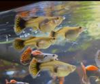 Silverado red dragon guppen, Dieren en Toebehoren, Vis, Zoetwatervis