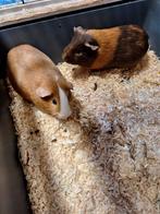 2 cavias jongens + kooi en alle toebehoren, Avril, Mâle, Cobaye