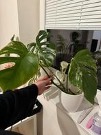 monstera deliciosa variegata stek, Huis en Inrichting, Overige soorten, Minder dan 100 cm, Groene kamerplant, Halfschaduw