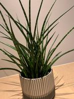 Sanseveria mikado fernwood, Huis en Inrichting, Ophalen