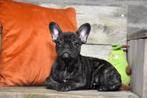 Prachtige zwart gestroomde Franse Bulldog pup, Dieren en Toebehoren, Honden | Bulldogs, Pinschers en Molossers, België, CDV (hondenziekte)