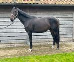 4-jarige ruin te koop, Dieren en Toebehoren, Paarden, Springpaard, Gechipt, Ruin, 3 tot 6 jaar