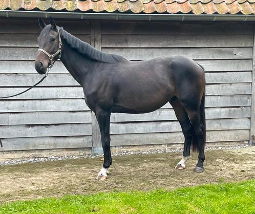 4-jarige ruin te koop, Dieren en Toebehoren, Paarden, Ruin, Onbeleerd, 165 tot 170 cm, 3 tot 6 jaar, Springpaard, Met stamboom