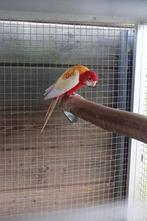 rubino rosella, Dieren en Toebehoren, Vrouwelijk, Parkiet, Geringd