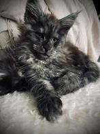 Maine Coon Kittens beschikbaar, Animaux & Accessoires, Chats & Chatons | Chats de race | Poil long, Vermifugé, Plusieurs animaux