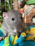 3 ratjes (mannetjes) en spullen, Rat, Mannelijk, Tam, September