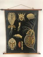 Vintage schoolkaart biologie, Antiek en Kunst, Ophalen