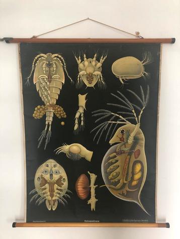 Vintage schoolkaart biologie  beschikbaar voor biedingen