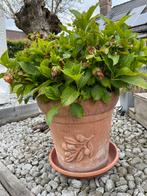 Grote terracotta bloempot en bijhorende muurbloempot, Nieuw, Terracotta, Ophalen