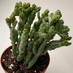 Euphorbia Enopla var coral Cristata, Huis en Inrichting, Kamerplanten, Minder dan 100 cm, Verzenden, Vetplant