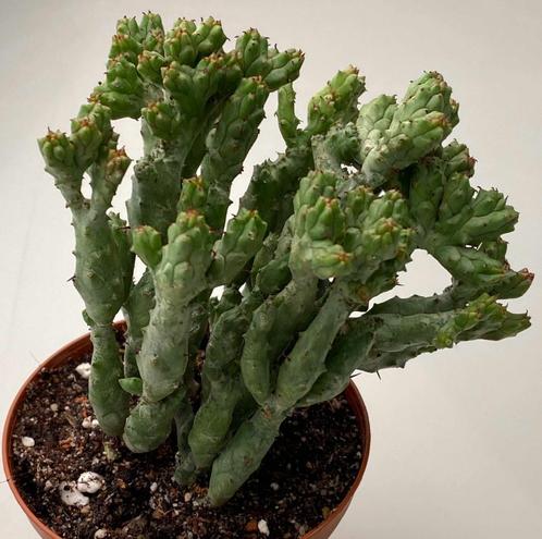 Euphorbia Enopla var coral Cristata, Huis en Inrichting, Kamerplanten, Vetplant, Minder dan 100 cm, Verzenden