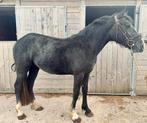 Schimmel Ruin 2,5 jaar, Dieren en Toebehoren, Paarden, Springpaard, Minder dan 160 cm, Ruin, Zadelmak