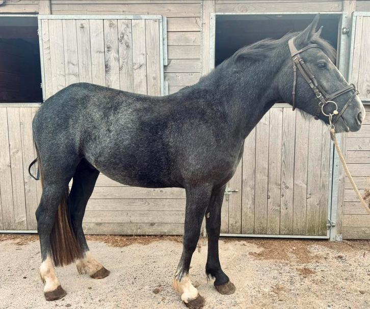Schimmel Ruin 2,5 jaar, Dieren en Toebehoren, Paarden, Ruin, Zadelmak, Minder dan 160 cm, 3 tot 6 jaar, Springpaard, Gechipt, Ontwormd