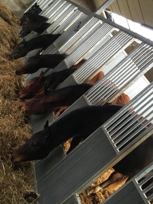 Veulenopfok, Dieren en Toebehoren, Stalling en Weidegang, Opfok, Stalling, Weidegang, Accessoires, 4 paarden of pony's of meer