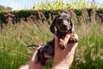 Prachtige kortharige dwerg teckel pups, Dieren en Toebehoren, Honden | Teckels en Dashonden, België, CDV (hondenziekte), 8 tot 15 weken