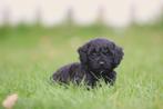 Toy Poodle - Mini chiots caniches miniatures, caniche reconn, Parvovirose, Plusieurs, Belgique, 8 à 15 semaines