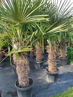Palmbomen winterhard, Tuin en Terras, Planten | Bomen, In pot, Halfschaduw, Lente, Ophalen