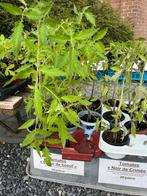 PROMO plants de tomates, Tuin en Terras, Planten | Tuinplanten, Ophalen